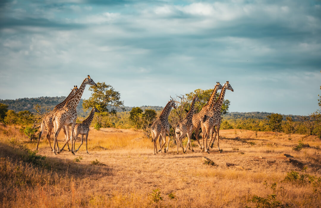 Najlepsze miejsca na safari w Afryce: kompletny przewodnik dla podróżników
