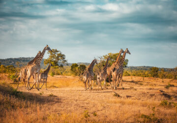 Najlepsze miejsca na safari w Afryce: kompletny przewodnik dla podróżników